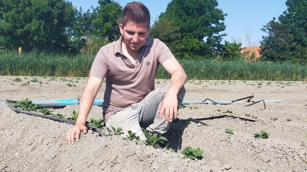 Boer Geert maakt zich zorgen over aardappeloogst: 'Een beetje regen is gewenst'