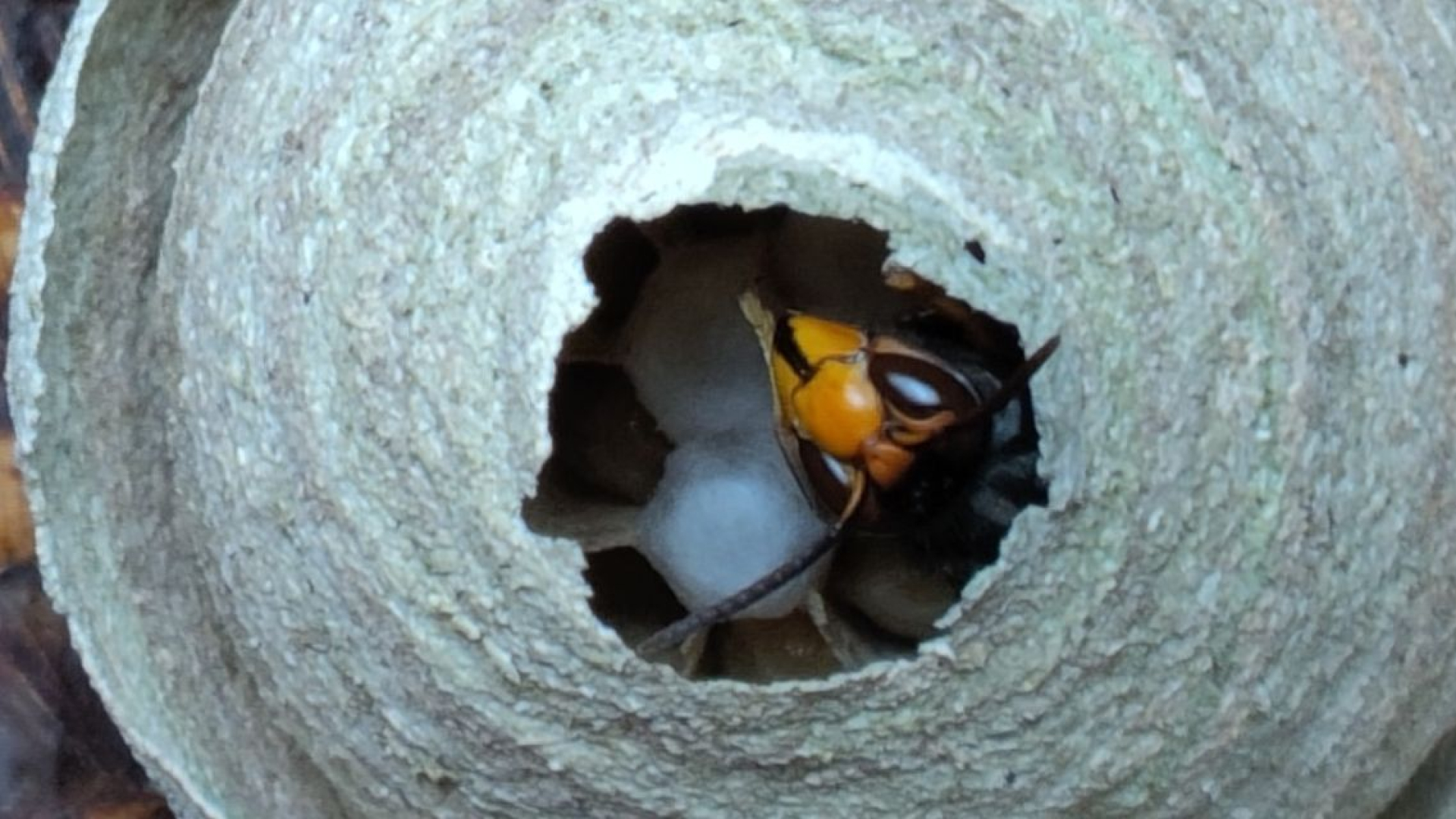 Foto: Bijenverenigingen gaan Aziatische hoornaar opsporen met drone