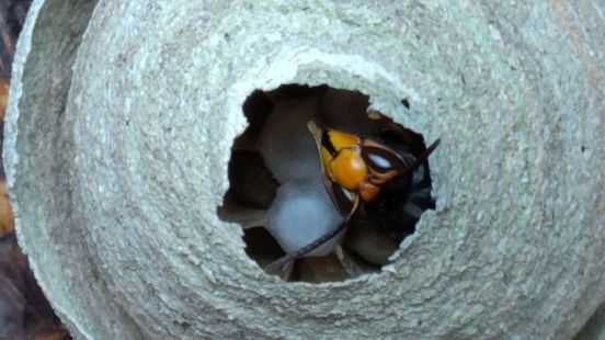 Foto: Bijenverenigingen gaan Aziatische hoornaar opsporen met drone