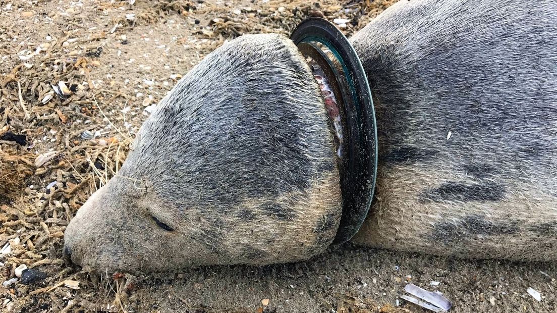 Zeehond die dood aanspoelde bij Ouddorp kwam om door plastic frisbee
