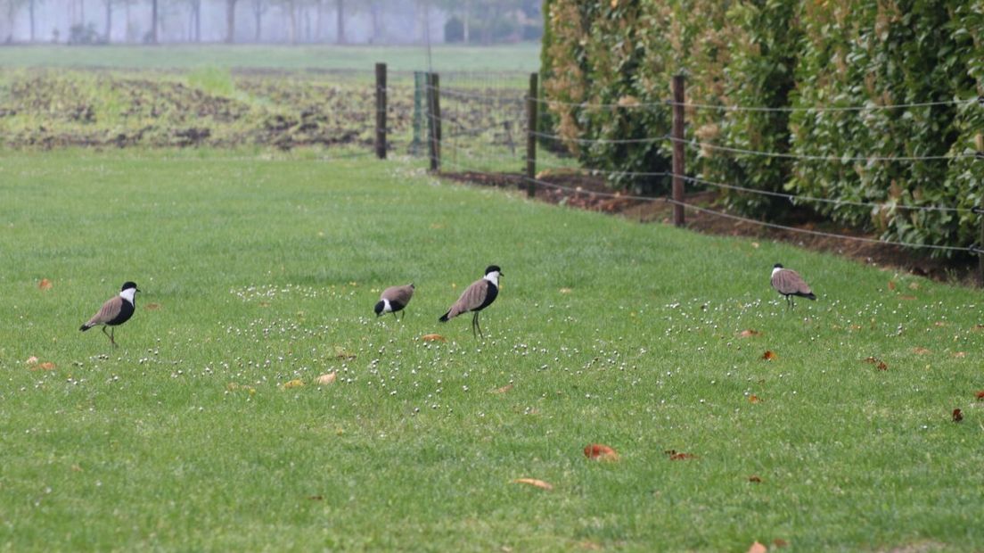 Deze vogels zouden eigenlijk in hun verblijf moeten zitten, maar tijdens de inbraak zijn ze ontsnapt (Rechten: Wiedse Veenstra / RTV Drenthe)