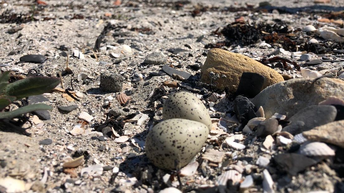 Nest van bontbekplevieren op het strandje van Kattendijke