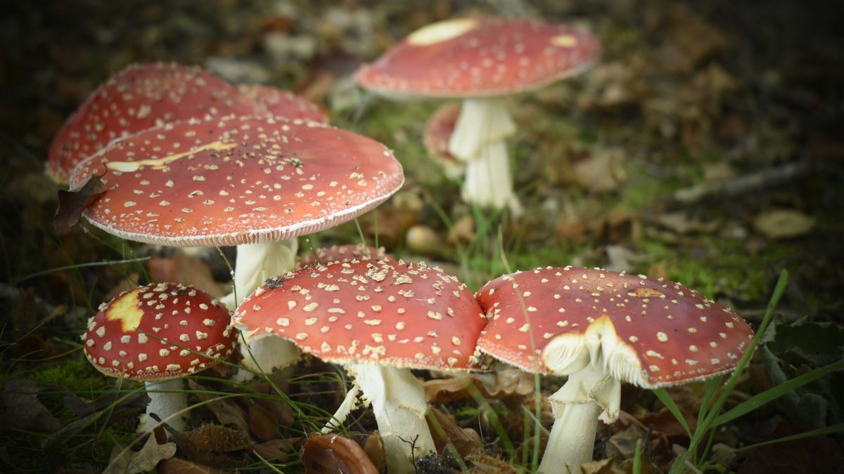 Wat is er dit weekend te doen in Drenthe?