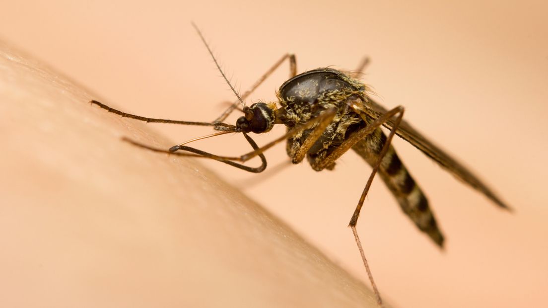 Muggeninvasie zorgt voor een hoop overlast