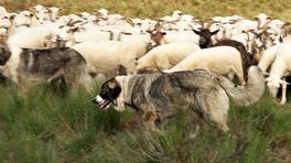 Waakhonden beschermen Veluwse schaapskudde tegen wolf
