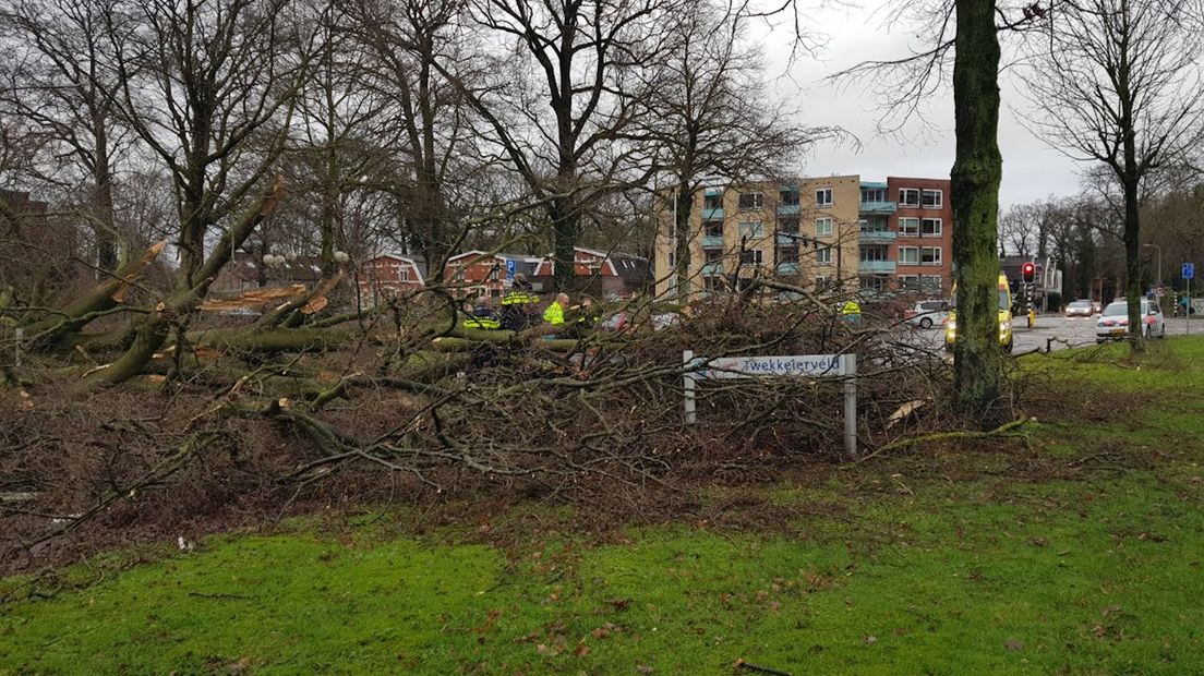 De gevallen boom in Enschede