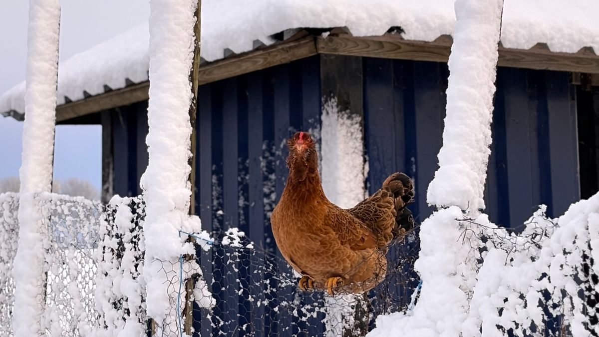FOTO'S: Naast ellende zorgde de sneeuw ook voor winterplezier