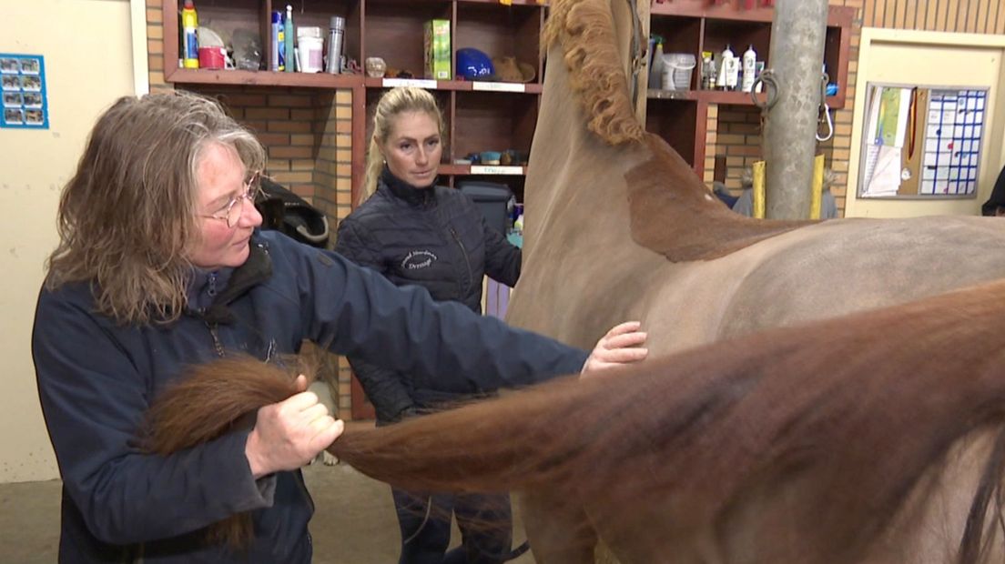 'Paardendokter' Monique Sikkens pakt het hele lichaam aan
