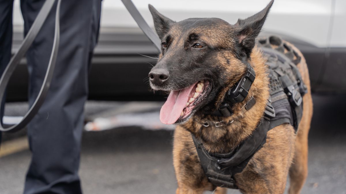 Achtervolging loopt slecht af: politiehond bijt Heerlenaar