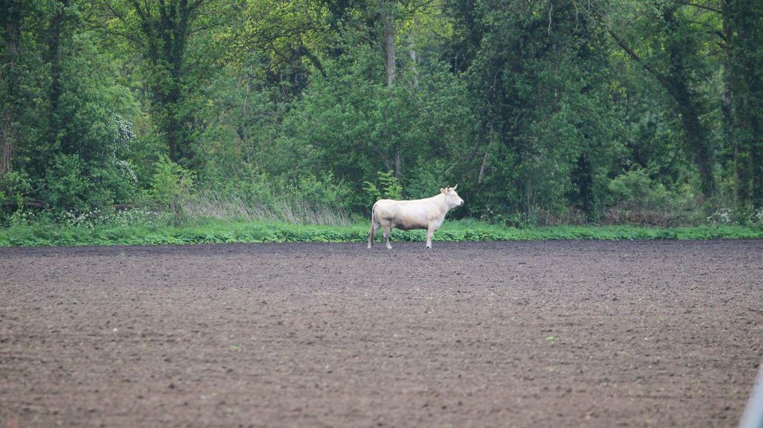 De koe langs de N34 (Rechten: Van Oost Media)