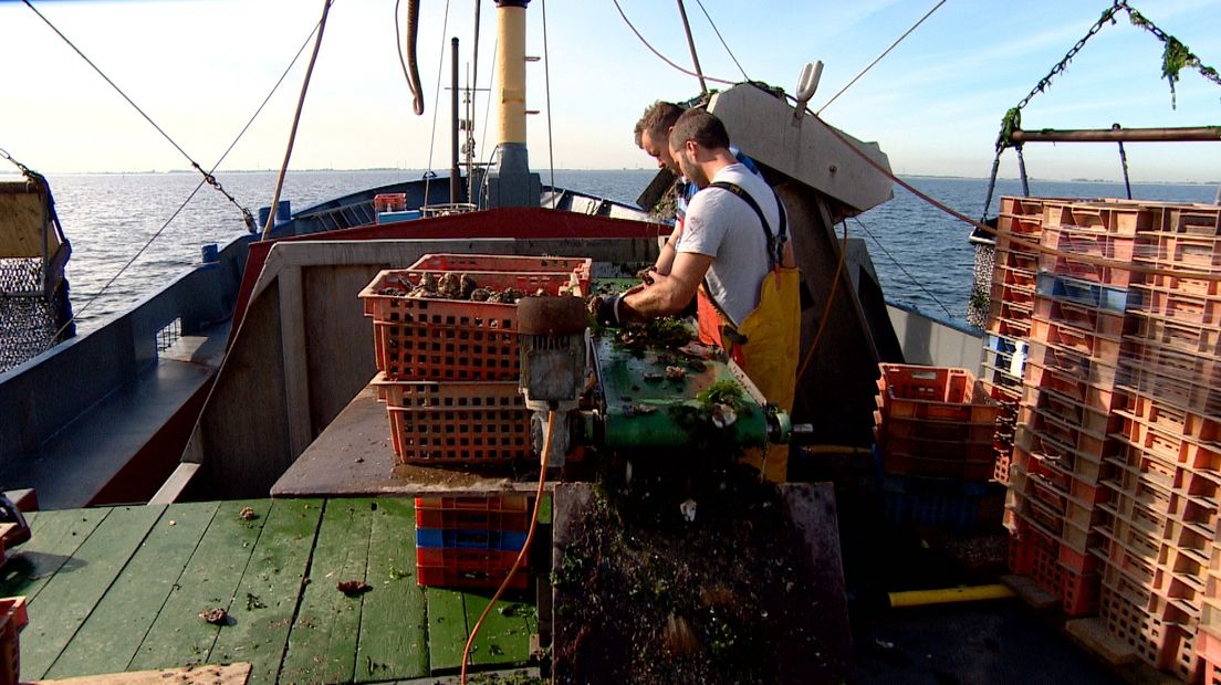 Zeeuwse oesters staan onder druk, maar deze kweker laat zich niet gek maken