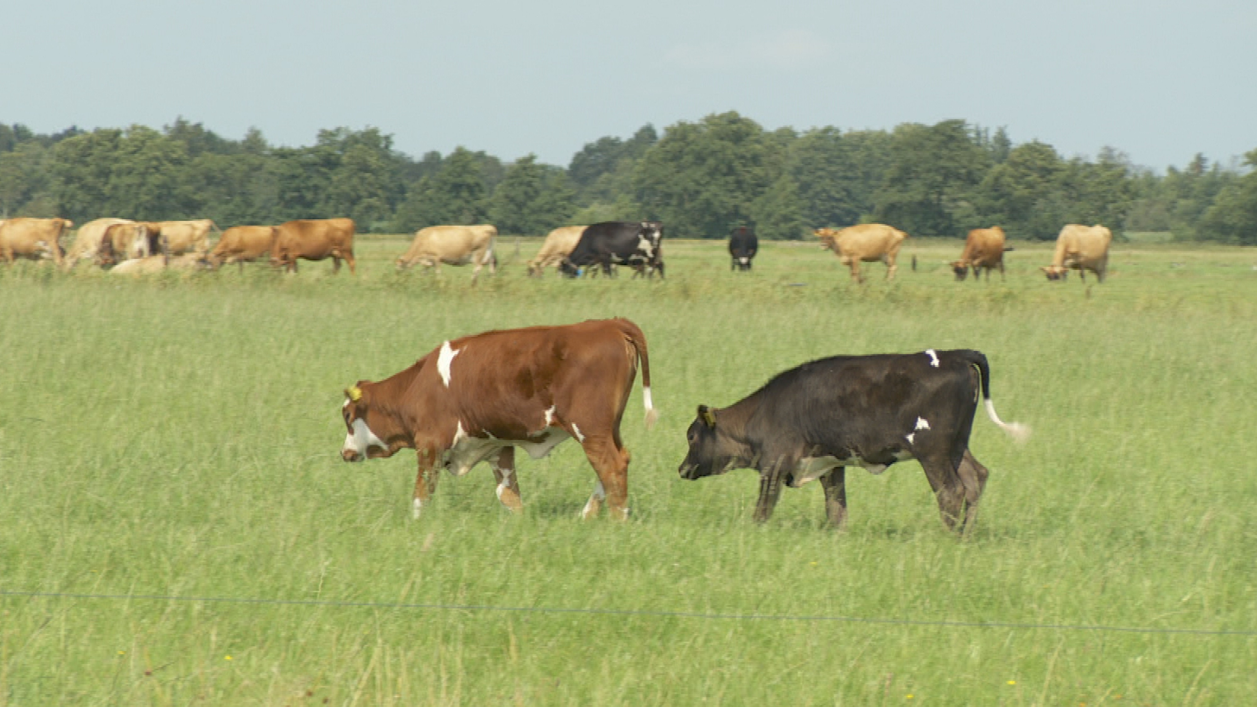 Kruidenrijk grasland