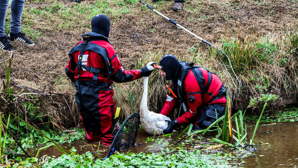 Door vishaak gewonde zwaan laat zich moeilijk vangen door brandweer