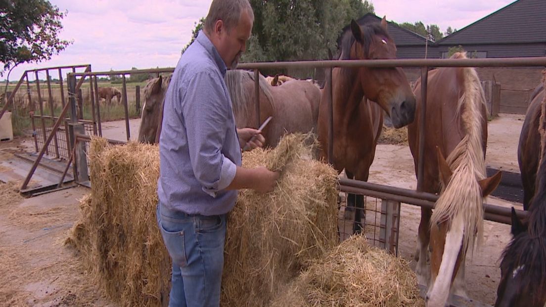 Paarden eten nu al wintervoorraad hooi