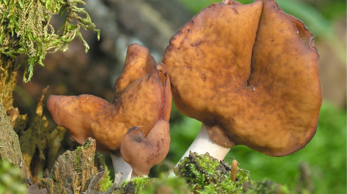 Gyromitra infula / Bisschopsmuts