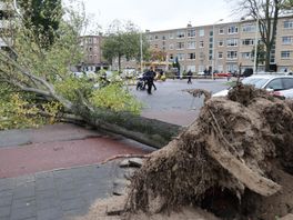 Vrouw gewond door omgevallen boom op Volendamlaan