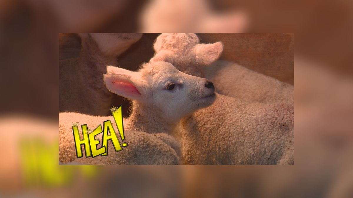 HEA! De lente in volle glorie