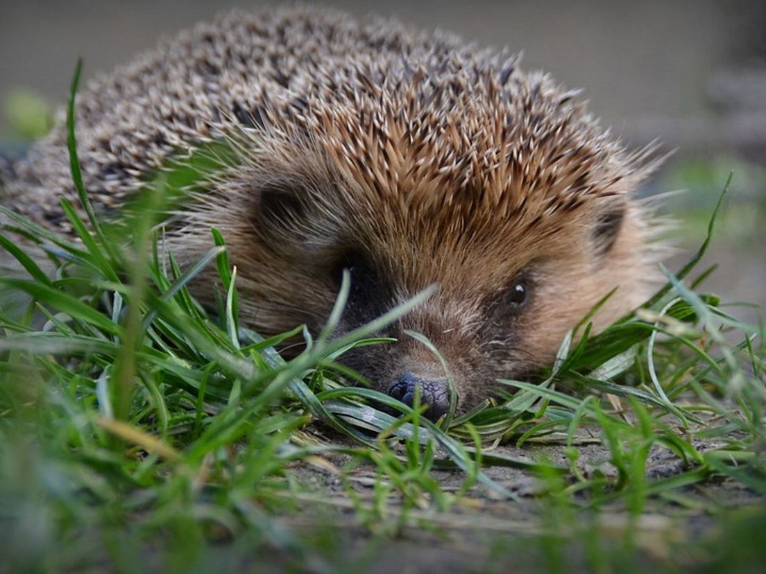 De egel, icoonsoort van Papendrecht