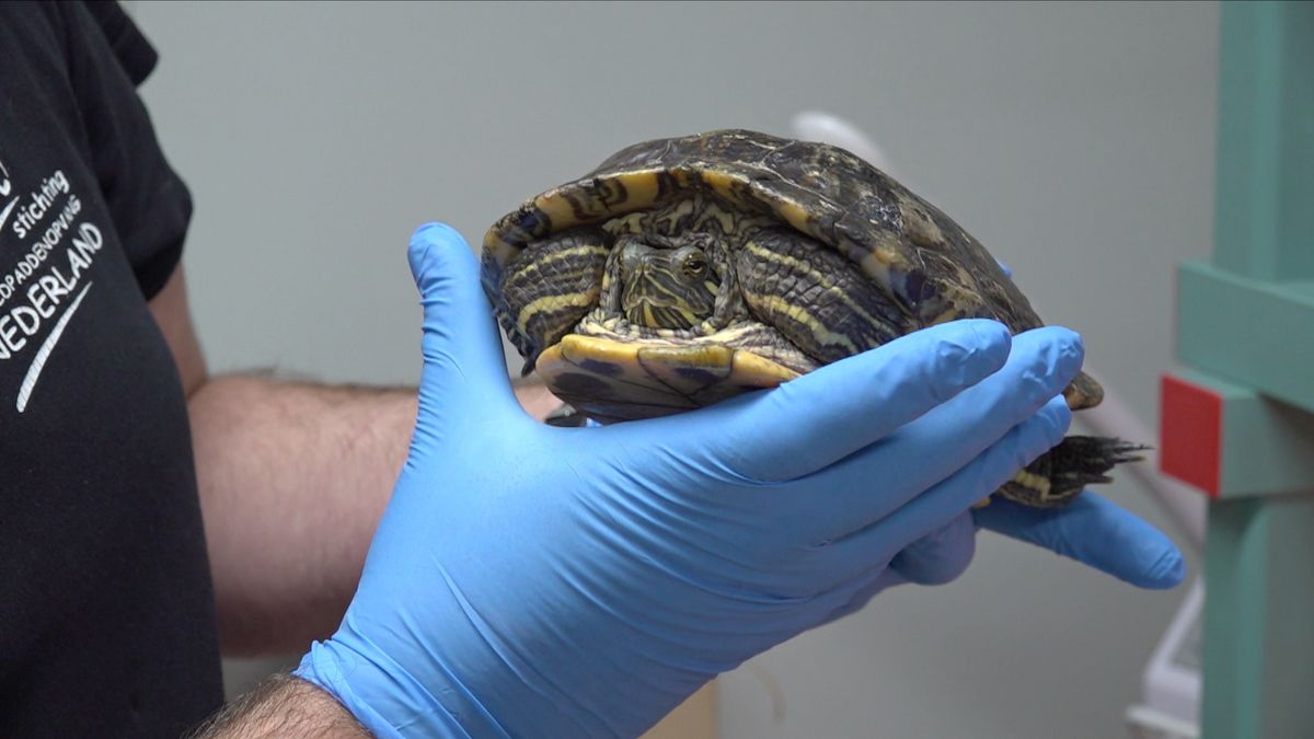 Geen nieuwe patiënten meer welkom in schildpaddenopvang Harkema