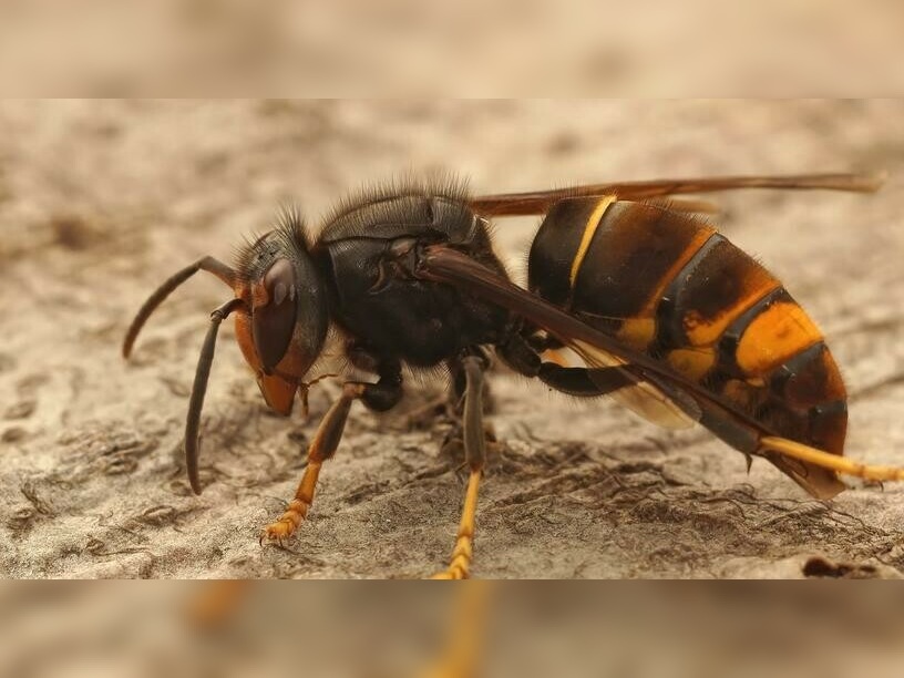 De Aziatische hoornaar wordt de geelpoothoornaar