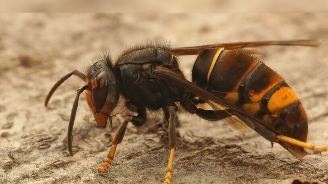 De Aziatische hoornaar wordt de geelpoothoornaar