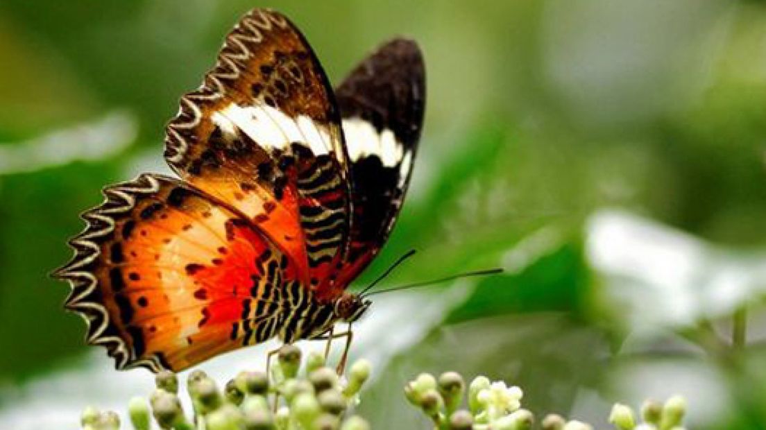 Minder soorten bloemen in Nederland