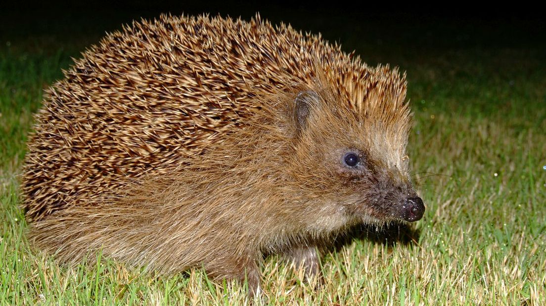 Komen er ook egels in jouw tuin? (Rechten: Saxifraga/Rudmer Zwerver)