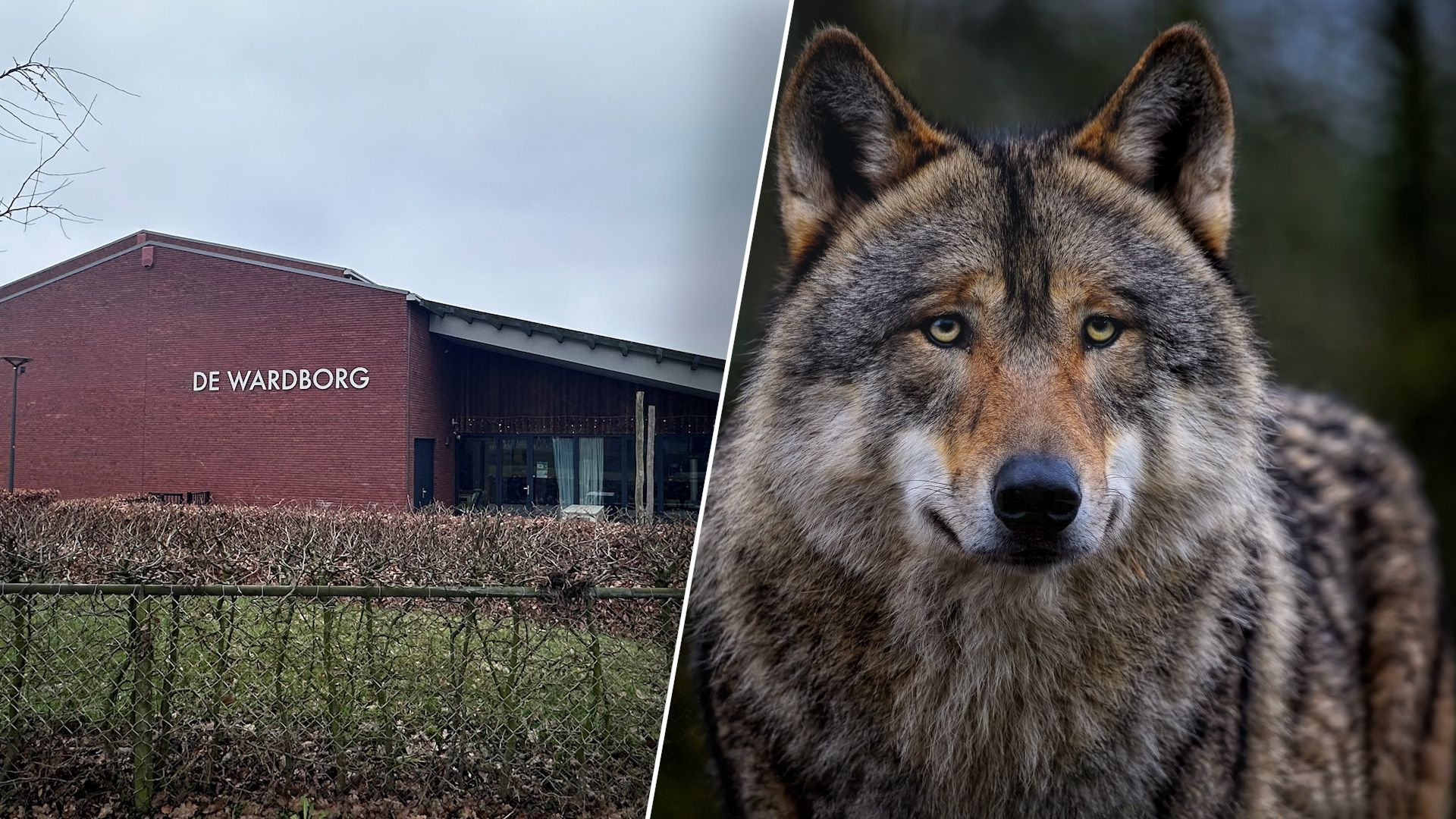Wolvenlezing afgelast na 'vervelende' geluiden