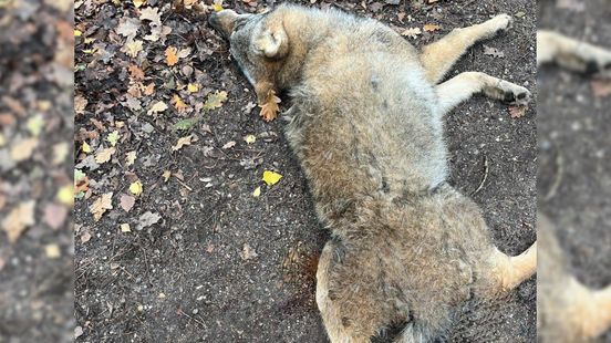 Dode wolf gevonden bij Voorthuizen