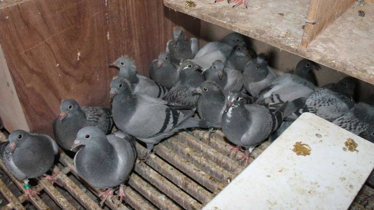 Honderd postduiven van broers in Steggerda gestolen: 