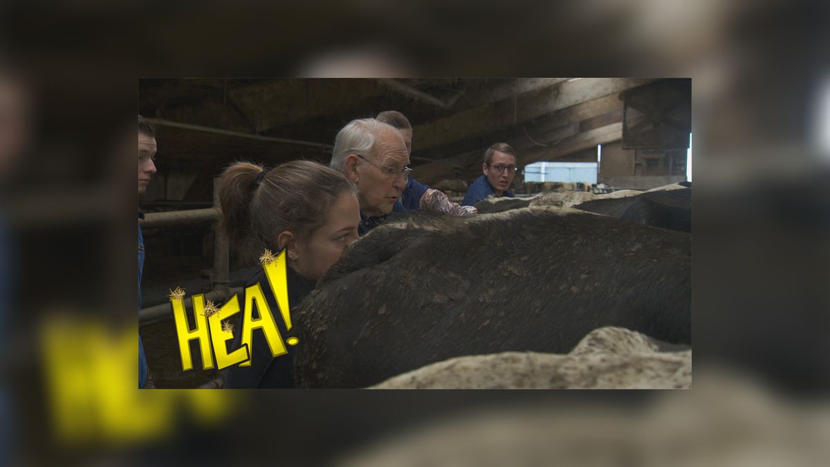 HEA! Generaties lang insemineren