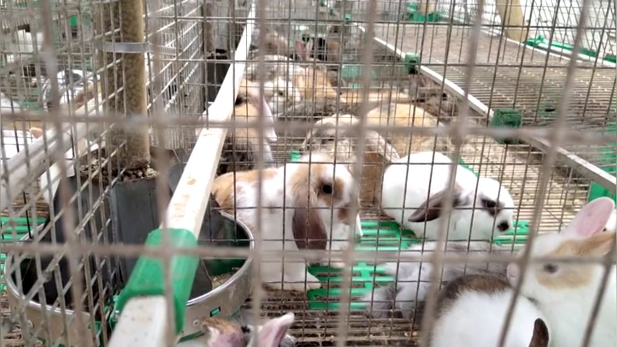 1800 konijnen en ruim 100 honden weggehaald bij dierenfokker: 'Veel te kleine hokken'