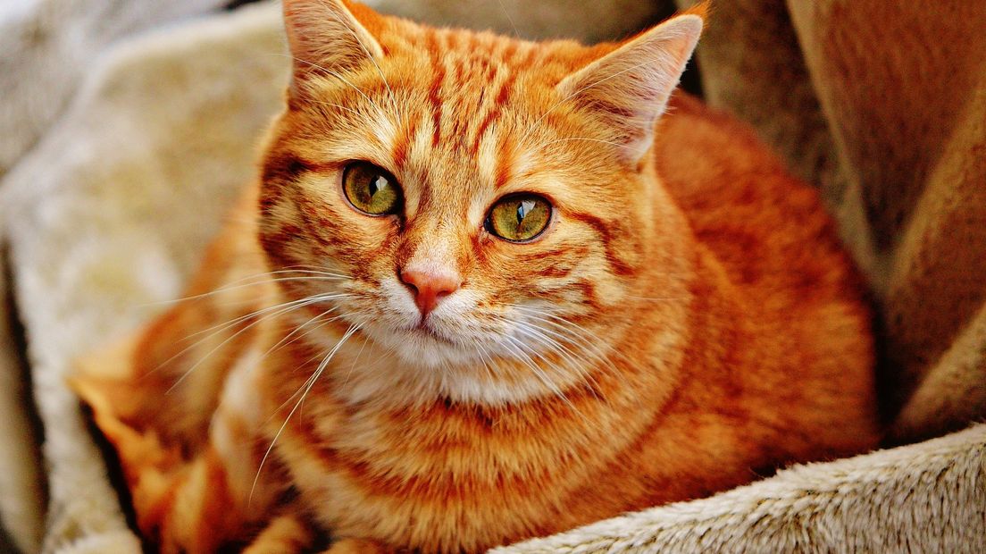 In De Hof van Ede worden onder meer katten opgevangen.