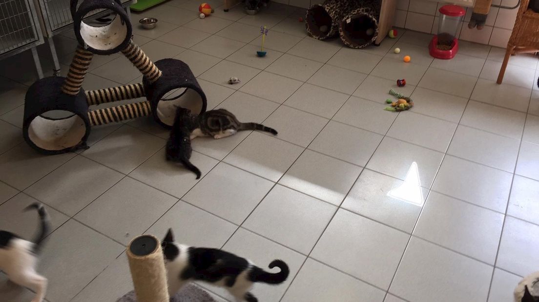 Kittens spelen in een eigen kamer