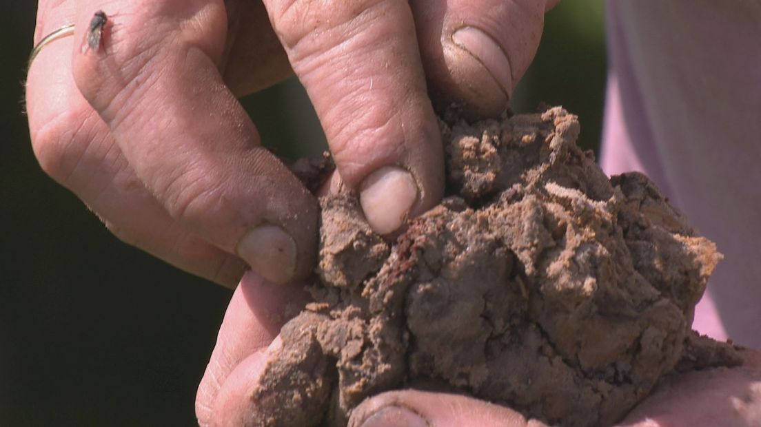 De leemgrond lijkt de enige grondsoort in Twente die tijdens langdurige droogte vruchtbaar blijft