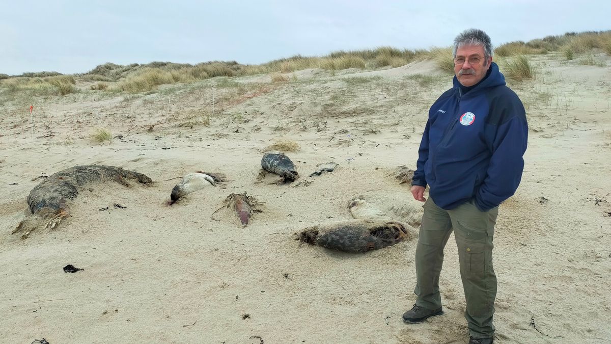 Kadavers op het strand trekken twaalf verschillende diersoorten aan en dat was precies de bedoeling
