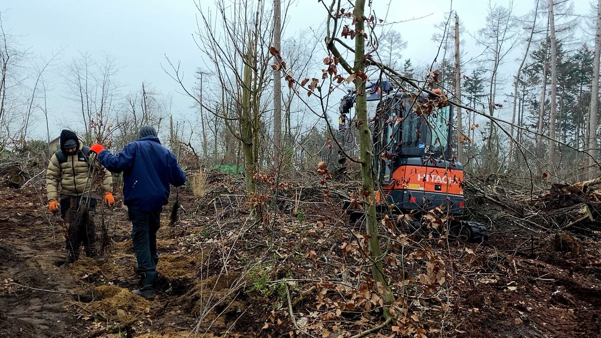 Leersum start met herplanting 25.000 bomen in Lombokbos: ‘We zijn nu bij boompje nummer 1000’