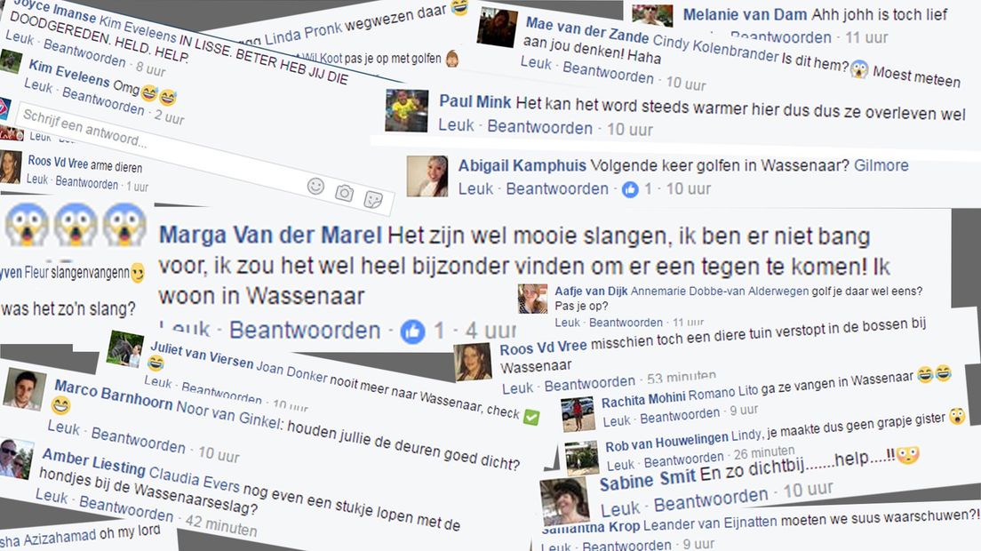 Op Facebook wordt de gevonden slang volop besproken