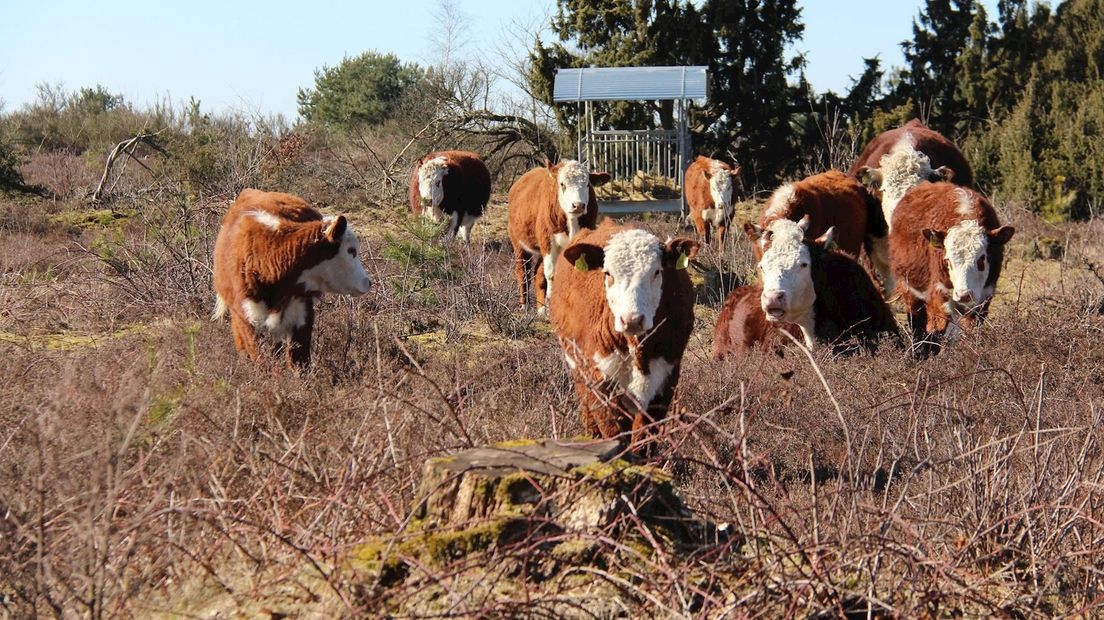 Het is goed om gepaste afstand te bewaren tot koeien die als natuurlijke grasmachine worden ingezet