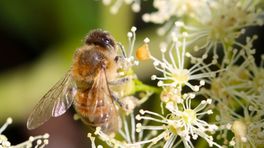 Waarom de wilde bijen het niet goed doen op de heide