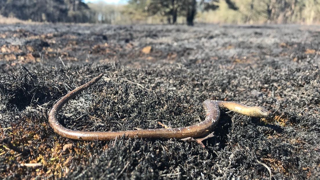 Een hazelworm is gestikt in de brand