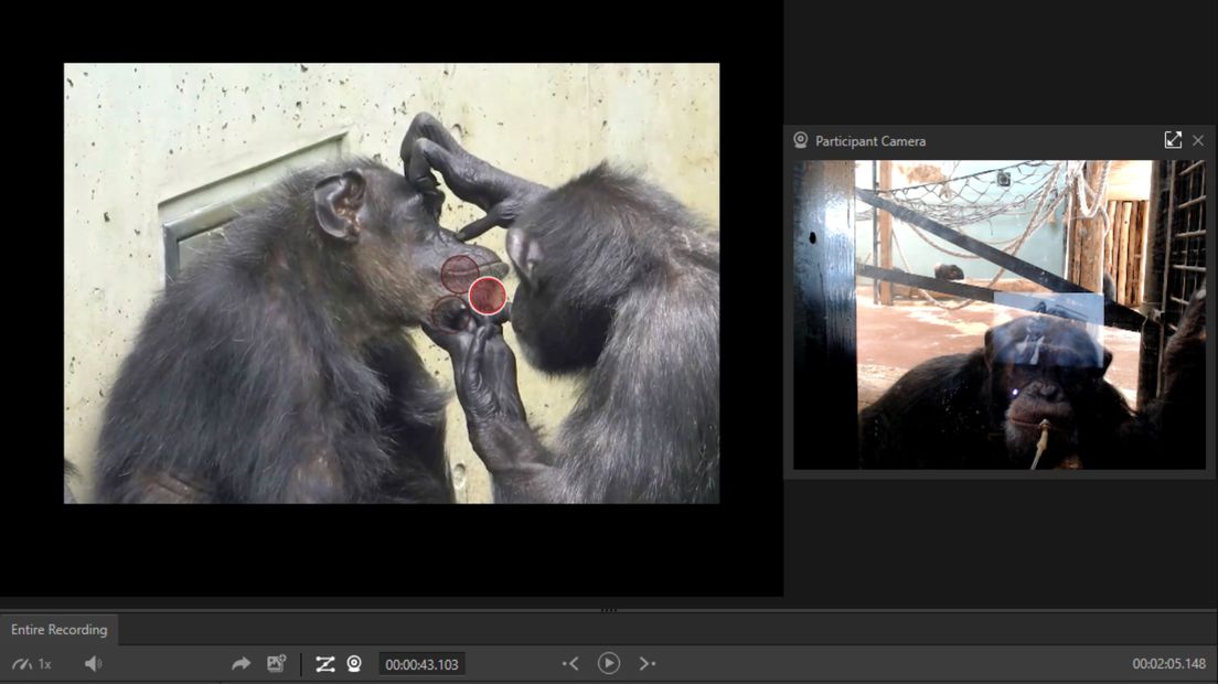 De chimpansees kunnen volgens de onderzoekers vrijwillig deelnemen aan het onderzoek.