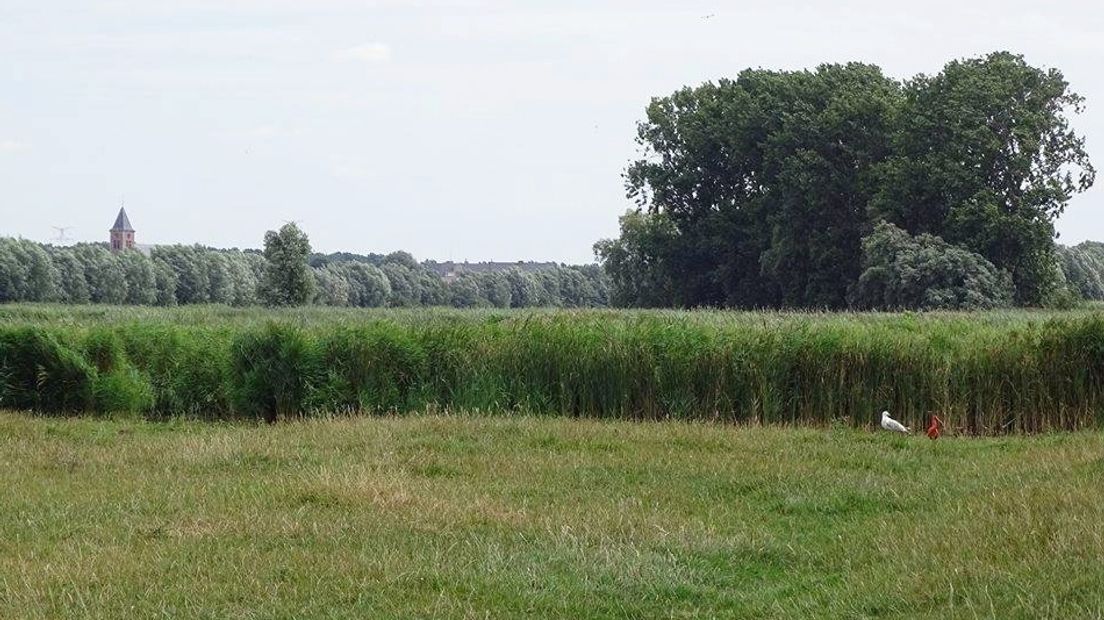 Van Loo spotte de rode ibis in het voorbijrijden vanuit de auto