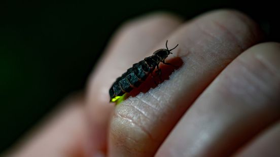 Zeldzame lichtshows: glimwormen en vuurvliegjes nu te zien