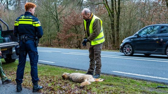 Militairen rijden wolf aan, dier overleden