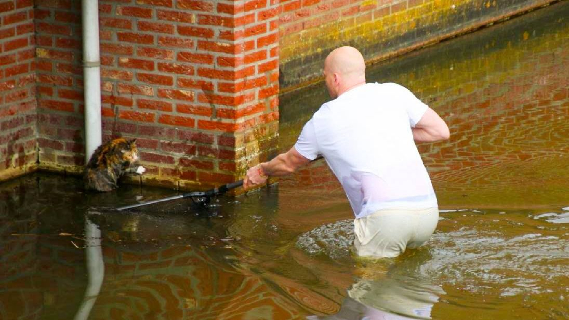 Kat uit water gered • brand door blikseminslag