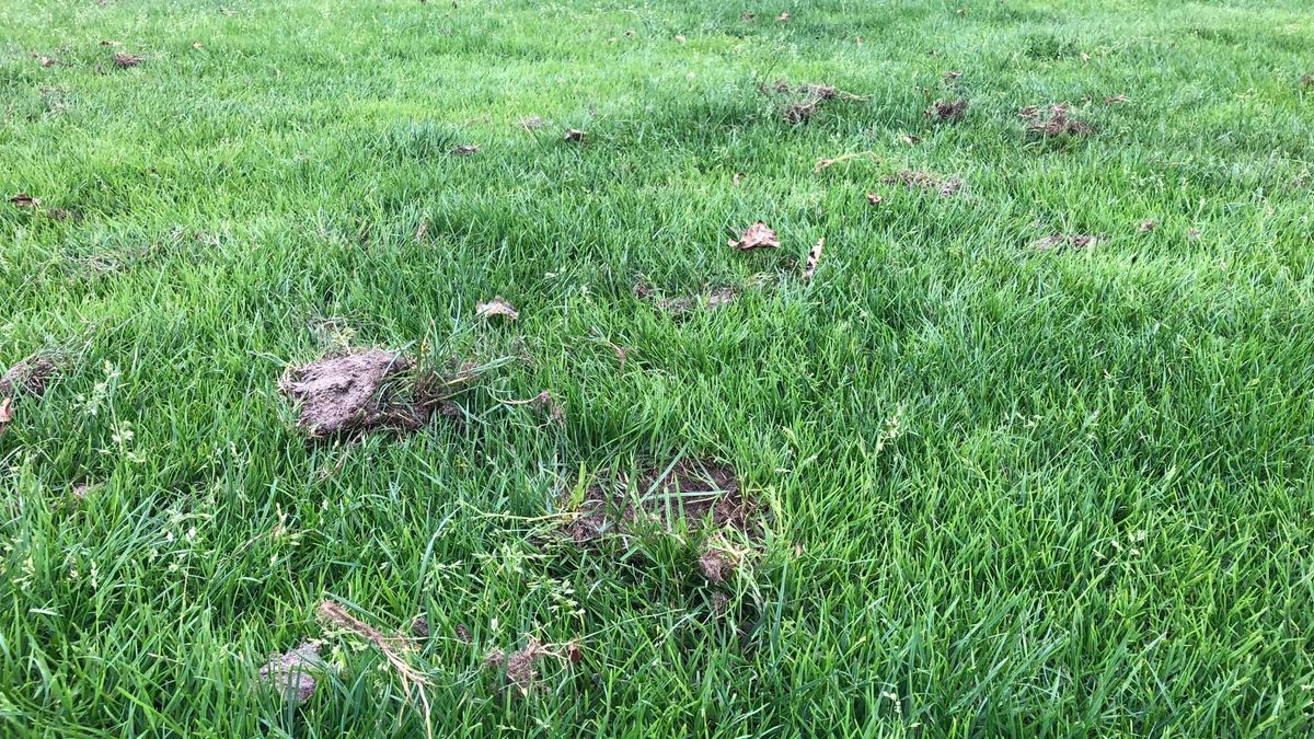 Verwoestende dassen zijn terug op het voetbalveld van Elsloo