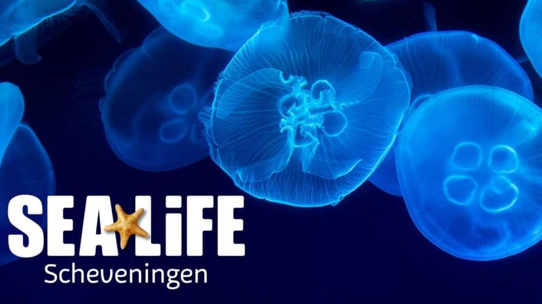 Afbeelding Sealife Facebook