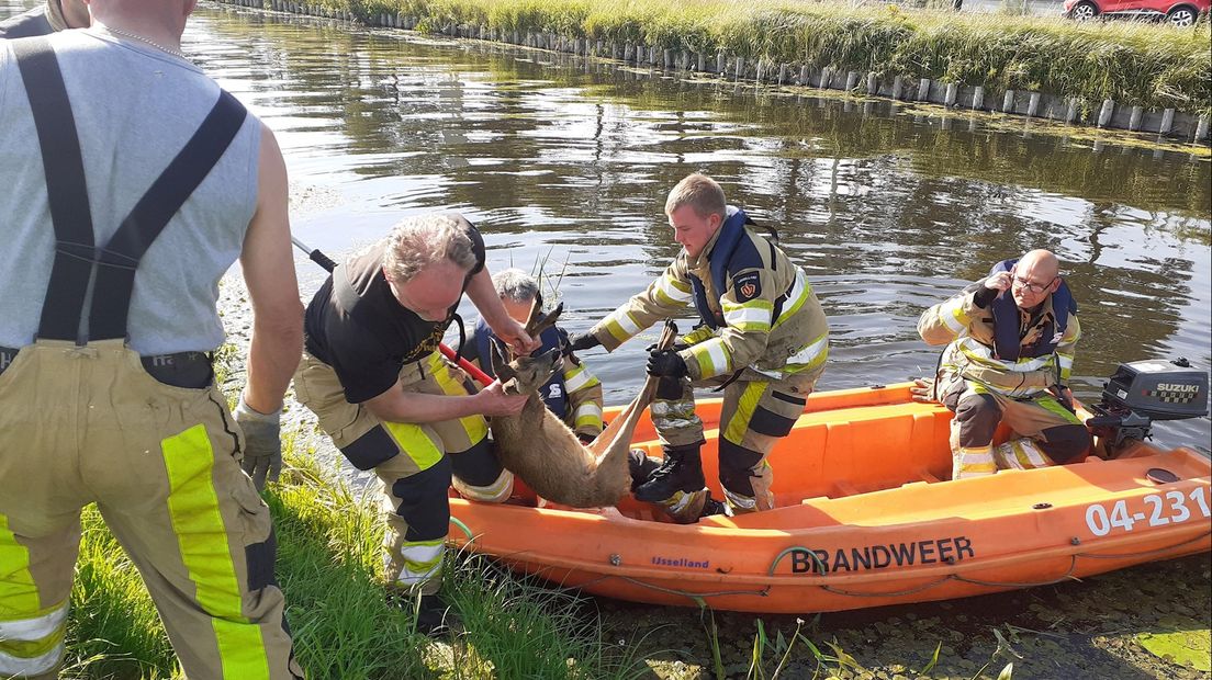 Ree gered door de brandweer bij De Krim