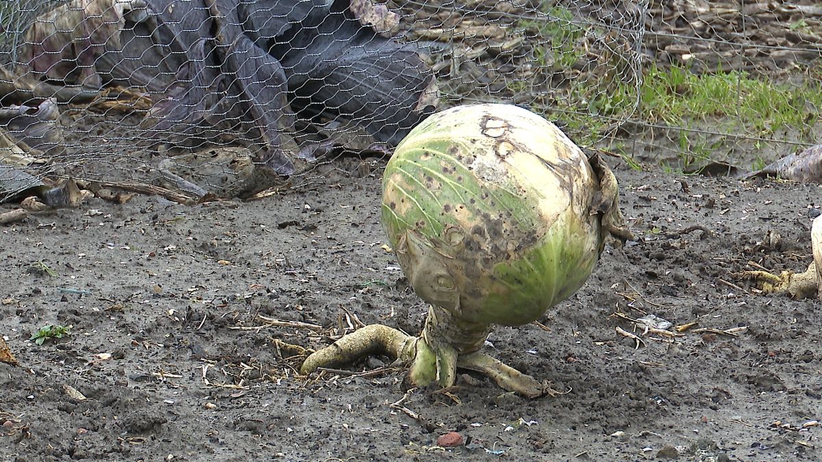 PFAS-moestuinhouders Kruiningen boos: 'We krijgen niets te horen'